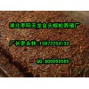 南京可靠的蜈蚣养殖供应商推荐，优惠的蜈蚣养殖技术
