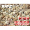 广西本地鸡苗——大量供应优质的广西鸡苗