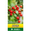 天津红豆杉种植，供应贵州优质的红豆杉种植基地