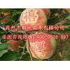映霜红晚熟毛桃新品种推销——品种纯的映霜红晚熟毛桃新品种优选青州利民苗木