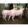 潍坊物超所值的长大二元母猪供应：菏泽二元母猪