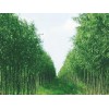 [麦蓝农业科技]竹柳品种优异：济南美国竹柳