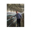 山东青年鸡养殖，山东优质的青年鸡生产基地
