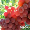 上海地区提供具有口碑的水果招商_水果招商企业