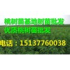 桃树苗|想要无病虫害的桃树苗就来众苑苗木