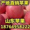 山东红富士苹果产地价格 大量批发优质纸袋苹果便宜