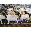 陕西波尔山羊价格：超值的波尔山羊供应尽在同盛牛羊养殖基地