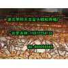 蜈蚣供应厂家，供应南京质量好的蜈蚣养殖