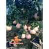 供应金桔蜜柚苗 供应福建高质量的三红柚子苗
