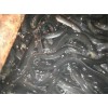 福州口碑好的日本鳗提供商|福州日本鳗