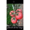 厂家直销蔬菜大棚配件 西红柿果穗种植用挂钩 大棚番茄果穗吊钩