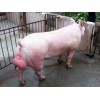 长白种猪批发：质量好的种猪市场价格