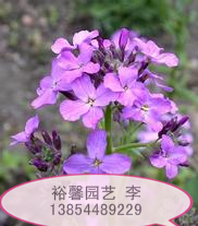 【你知道吗】山东口碑好的蓝香芥供应商--裕馨园艺13854489229