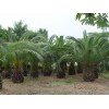 杭州布迪椰子树 想要布迪椰子种植就来泰禾