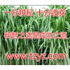 夏季养牛种什么牧草养野猪种的草牧草品种养兔种的草