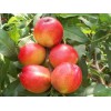 兴民果树苗木出售具有口碑的香山红桃树苗——销售香山红桃树苗