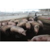 南宁哪里有定点屠猪——专业的广西生猪屠宰服务商当属新又鲜畜禽
