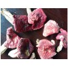 广西原生态红菇，由专业人士为您推荐新品红菇
