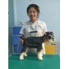 信誉良好的宠物美容教育培训就在沧州市福贝恩商贸——可信的宠物美容教育培训