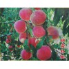 较受欢迎的映霜红桃苗出售，青州映霜红桃树苗