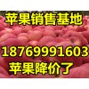 山东优质红富士苹果批发.价格便宜.货源充足