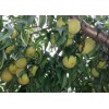 供应山东品种纯的黄金桃树苗|江苏黄金桃