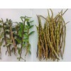 丰润莱生物科技供应价位合理的铁皮石斛鲜条：铁皮石斛鲜条种植