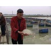 出色的瘦身罗非鱼供应商就在肇庆，瘦身罗非鱼