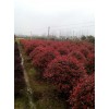 长沙专业的8公分红叶石楠种植移栽公司 20公分红叶石楠价格