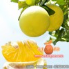 漳州优质葡萄柚苗供应|台湾甜葡萄柚苗