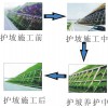 嘉盛园林供应物超所值的草种|新乡草种