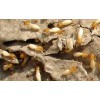 龙岩灭白蚁公司  专业加诚信 首先智博消毒除虫公司