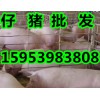 【仔猪价格】山东三元仔猪批发产地多少钱一斤