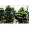 漳州优质景观榕树供应——天津景观榕树