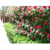 芝樱基地——哪里有供应芝樱