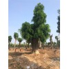大型皂角树——病虫害低的大型皂角树出售