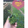 裕馨花卉专注潍坊芝樱小苗批发|中国潍坊芝樱小苗