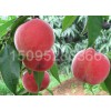 映霜红桃树苗种植基地，优质的映霜红桃苗出售