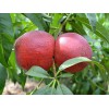 培育满园红桃苗：供应山东物超所值的满园红桃苗