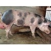 菏泽皮特兰种猪——物超所值的皮特兰猪推荐