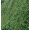 供应四川热销的白三叶草坪种子：都江堰白车轴草