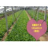 潍坊【价格合理】的蓝香芥供应|质量好的蓝香芥供应商【值得信赖】