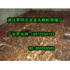 供应南京新品蜈蚣养殖_优惠的蜈蚣养殖