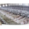 潍坊口碑好的现代化养猪设备厂家直销，海南现代化养猪设备