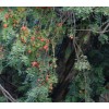 倾销贵州天然红豆杉|在哪能买到质量好的红豆杉种植基地