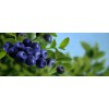 好的蓝莓苗 有品质的蓝莓苗出售