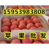 供应红富士苹果今日价格