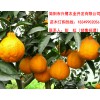四川柑橘树苗特点，四川柑橘树苗出售，四川柑橘树苗种植技术