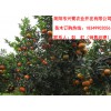 四川柑橘树苗出售，四川柑橘树苗种植技术