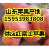 红富士苹果产地 红富士苹果多钱一斤 红富士苹果批发